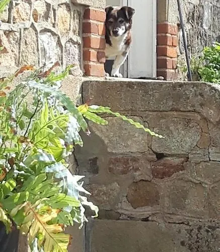 Maison De La Comtesse 3* Cosne-d'Allier